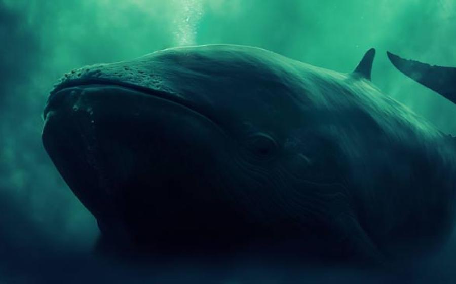 Giant whale under the sea. Source:	 Катерина Євтехова/Adobe Stock