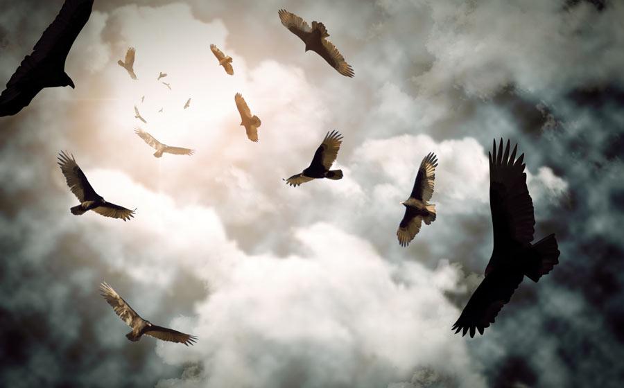 Stephen Childs theorizes that Gobekli Tepe was once a site for dramatic funerals and corpse exposure, where vultures and carnivores circled awaiting to play their part. Source: Ezume Images / Adobe Stock 