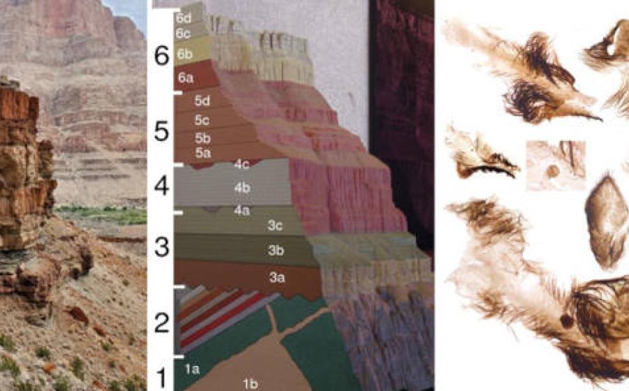 Left, Grand Canyon, Center, Diagram of layering, Right, anient animals retrieved.