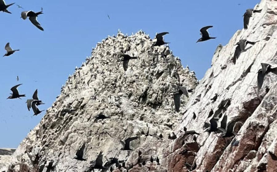 Island covered in guano produced by seabirds.