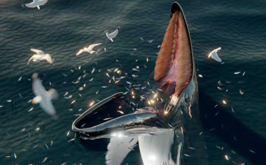 Digital representation of a trap-feeding humpback, thought to be the phenomenon explaining Hafgufa and other sea monsters. Source: J. McCarthy/Marine Mammal Science