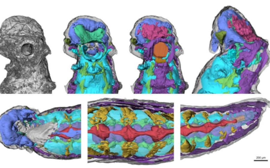 Half-Billion-Year-Old Fossil Still Has Brain and Guts Preserved! 
