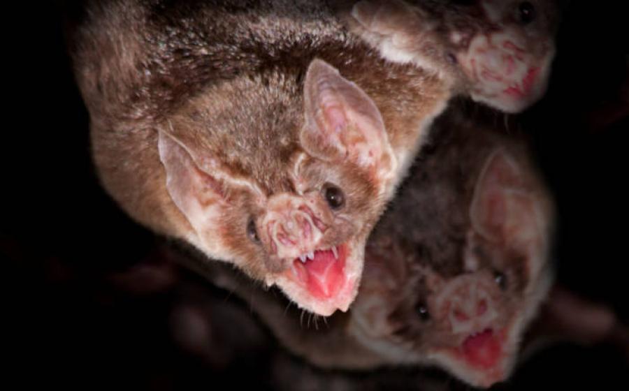 Vampire bats