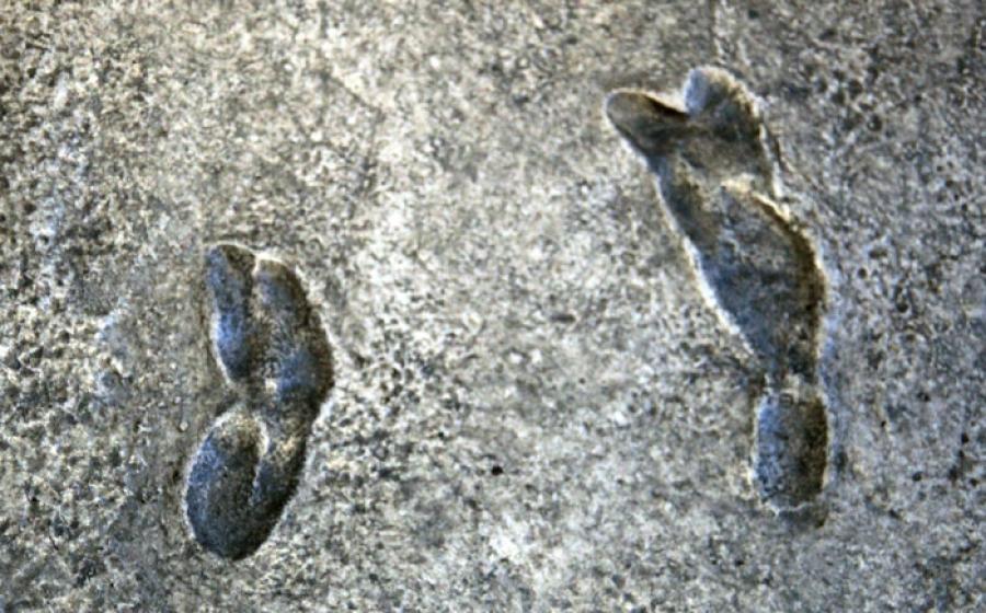 Cast of the 3.6-million-year-old Laetoli footprint trail at the Smithsonian National Museum of Natural History. 