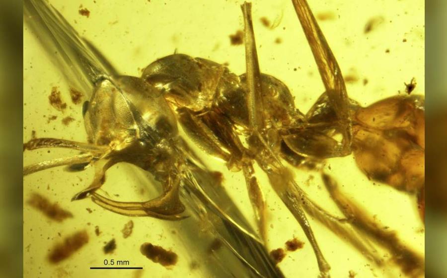 Photo of “Hell Ant” in amber. Profile view of a Linguamyrmex vladi worker head. Paleontology Department of the American Museum of Natural History, United States. 