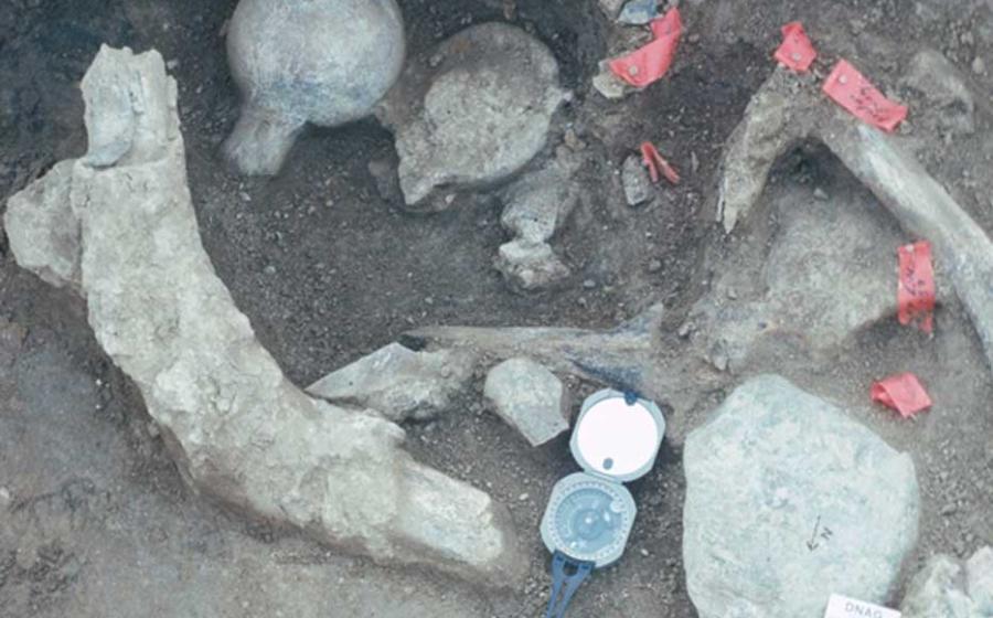 A concentration of bone and rock at the Cerutti Mastodon site in California, USA. 