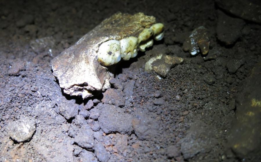 A fossil mandible of Homo naledi in Dinaledi Chamber in the Rising Star cave system