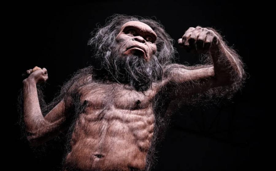 Homo habilis reconstruction from previous ideas