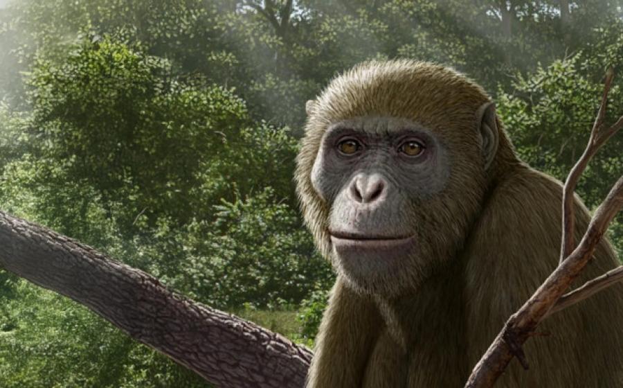 Reconstruction of Masripithecus moghraensis by Mauricio Antón