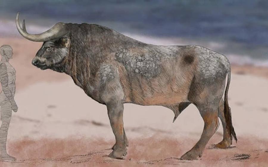 A man facing an auroch to show their immense size. 