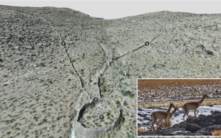 Aerial photograph revealing V-shaped chacu hunting trap structures. Inset Wild vicuna roaming.