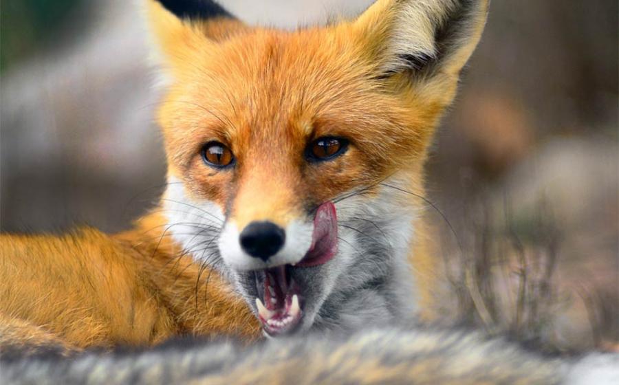 The arrival of humans helped Ice Age foxes. Source: DragoNika / Adobe Stock