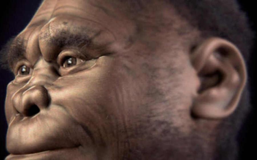 Study Finds Indonesian Hobbits 