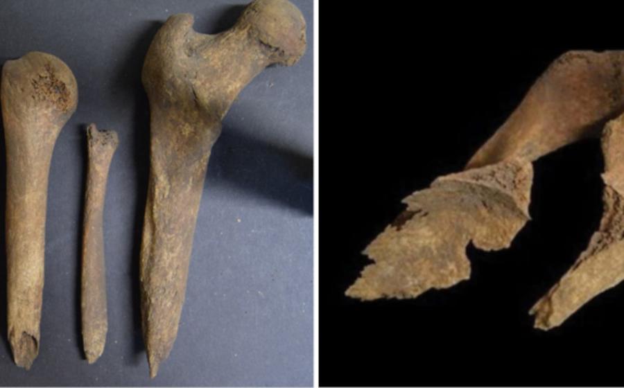 Iron Age long bones from Loch Borralie, Scotland, including femus whittled to sharp points as part of a postmortem burial ritual. 