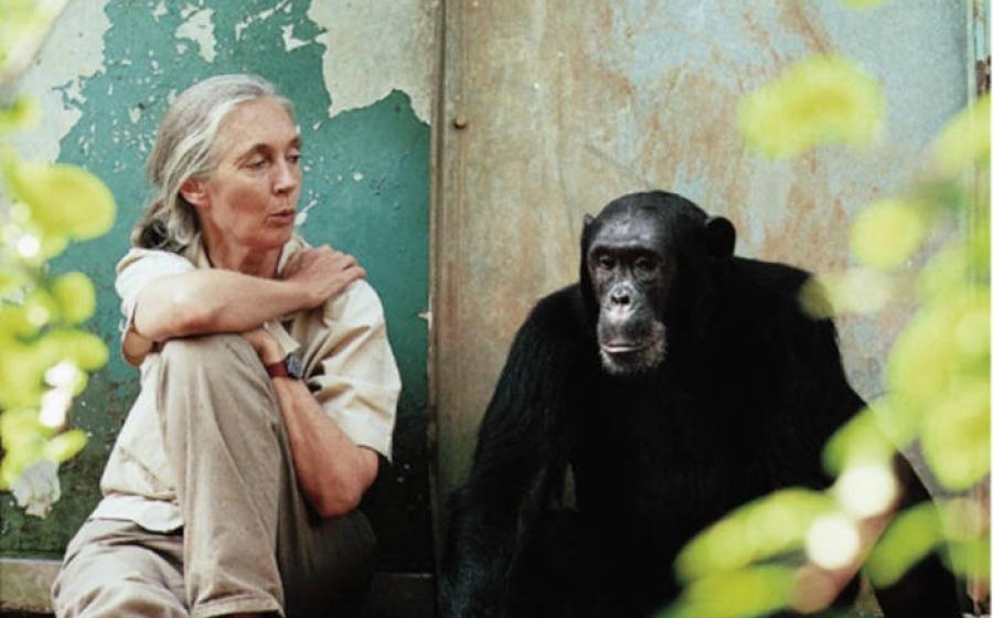 Dr. Jane Goodall, pioneering primatologist , with a chimpanzee.