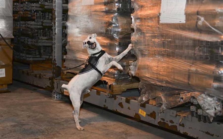 Striker, a U.S. Department of Agriculture brown tree snake detector dog, scratches at a cargo load notifying his handler that he has found a snake during a daily training session. Research has begun to see if dogs can detect smuggled antiquities too.
