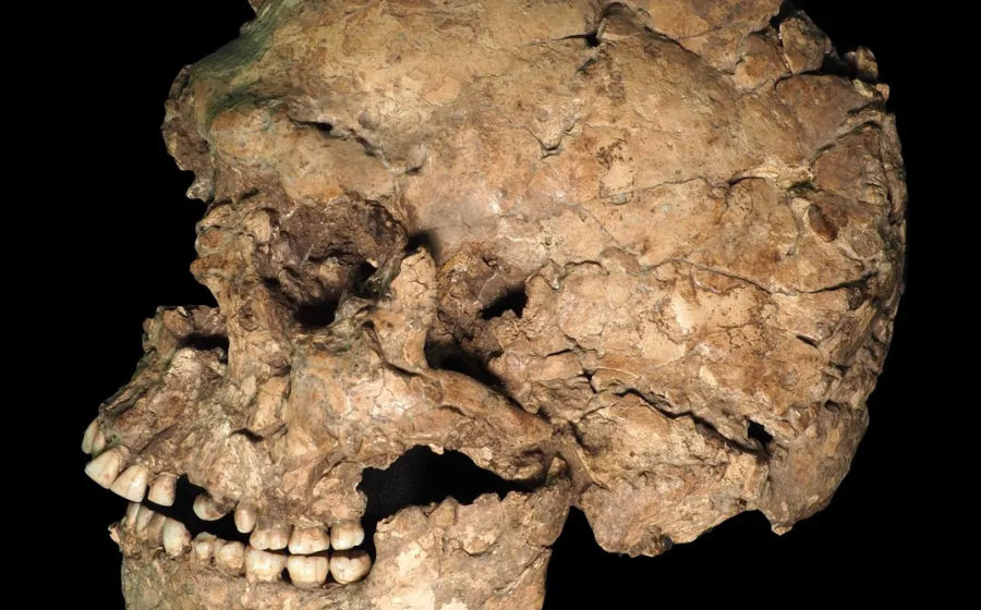  Left lateral view of the Qafzeh 25 skull from Qafzeh Cave, Israel. Researchers identified a healed sharp-force injury to the mandible, providing one of the earliest known examples of survived facial trauma in Homo sapiens