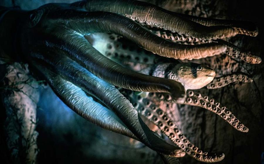 An octopus and fish. Scandinavian mythology claimed the Kraken was a sea monster that looked like an octopus or a squid – but was much bigger.