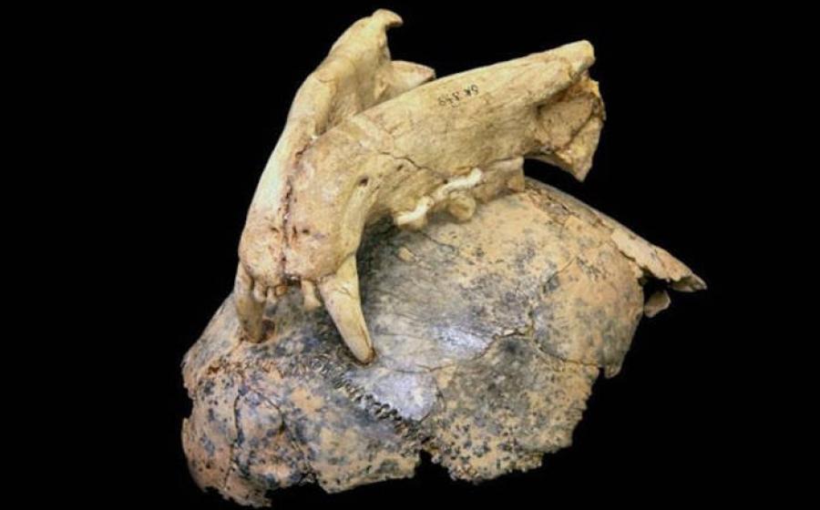 Early human fossil skull and leopard upper jaw, showing leopard bite marks embedded in bone.