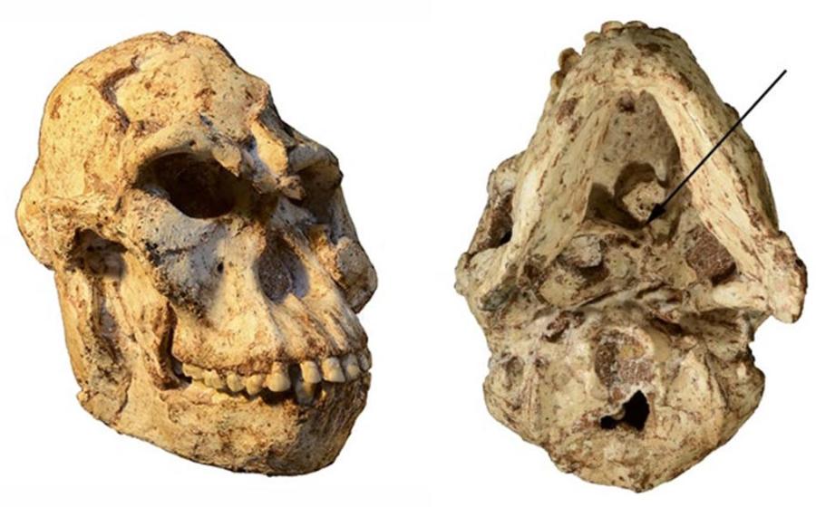 Little Foot’s skull, with the arrow on the right-hand image indicating the specimen’s atlas.      Source: R.J. Clarke/Author supplied