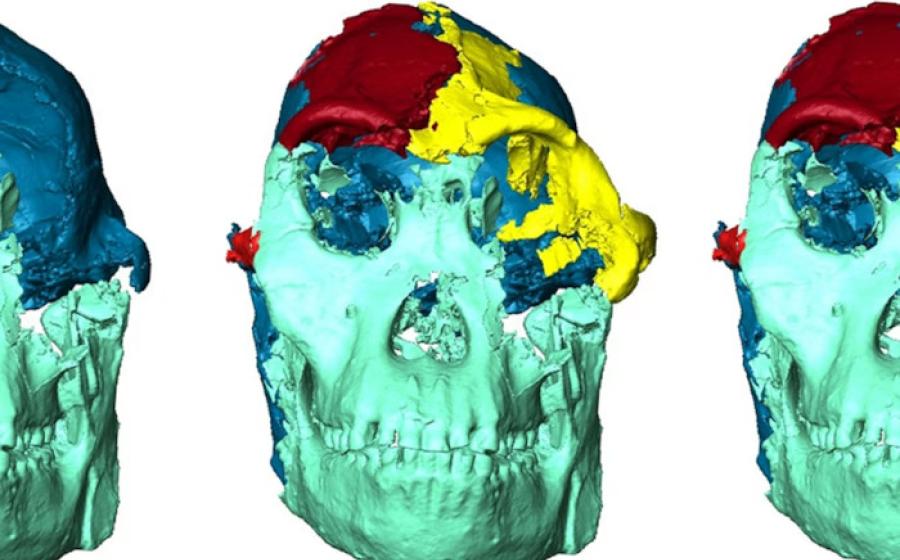 The different phases of the reconstruction of Little Foot’s face.