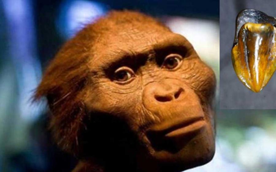 A reconstruction of ‘Lucy’ (public domain). Inset: One of the fossilized teeth discovered at Eppelsheim. Credit: The Museum of Natural History in Mainz