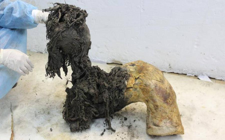 : One of Yuka’s legs, illustrating the exceptional preservation of the lower part of the leg after the skin had been removed, which enabled recovery of ancient RNA molecules.