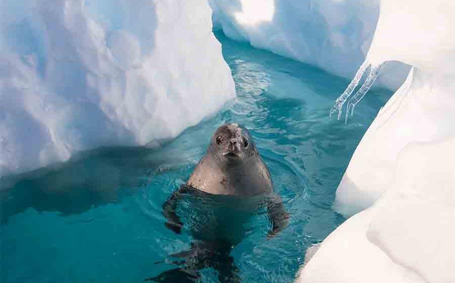 Maoris Credited With First Discovery of Antarctica in Latest Study