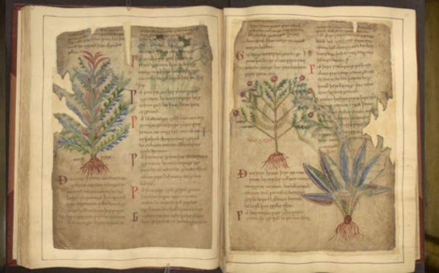 Open Cotton MS Vitellius C III Medieval manuscript showing plants for medical use