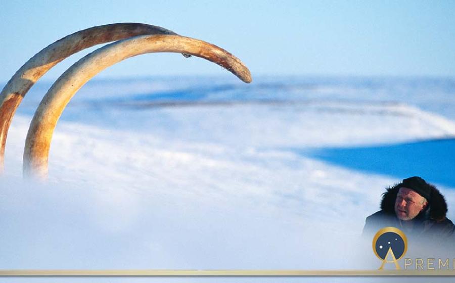 Arctic explorer Bernard Buigues contemplates the Jarkov woolly elephant tusks emerging from the frozen landscape in Siberia, 1998. These tusks are about three meters (10ft) and over 45kg (100lbs) each.  There is a growing body of evidence that overhunting is the main cause of the extinction of the mammoths. (Francis Latreille / ©The World As It Once Was)