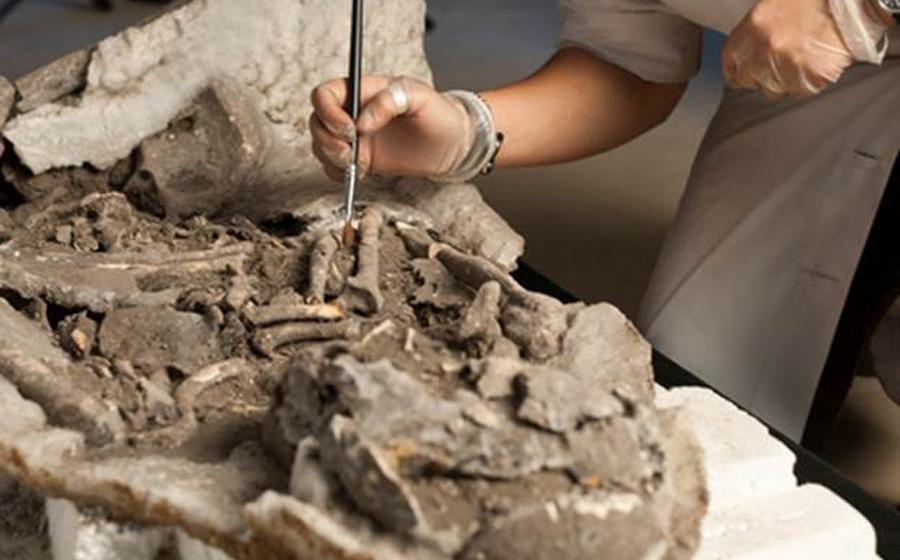 Top Image: Detail of study co-author Rita Peyroteo-Stjerna examining a Mesolithic skeleton. Source: José Paulo Ruas