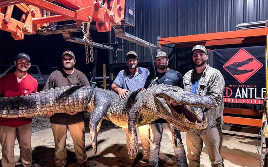 It was inside of this giant Mississippi alligator, which was 13.4 feet (4.1 meters) long and weighed 750 pounds (340 kg), that the two ancient artifacts were found.     Source: Red Antler Processing