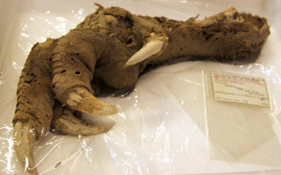 Preserved Megalapteryx (moa) foot, Natural History Museum.
