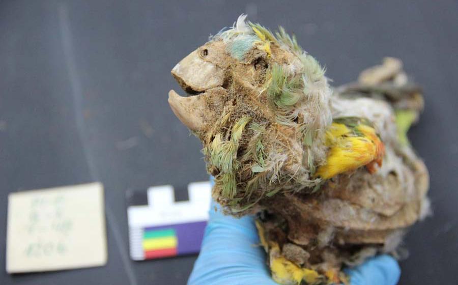 Amazonian Mummified Parrots Discovered in the Atacama Desert