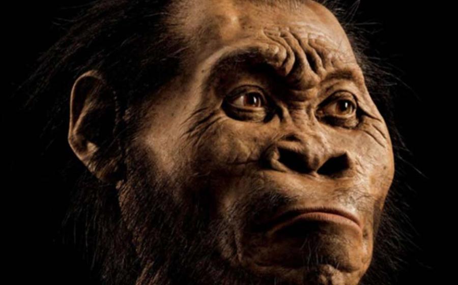 A reconstruction of Homo naledi’s head by paleoartist John Gurche, who spent some 700 hours recreating the head from bone scans.