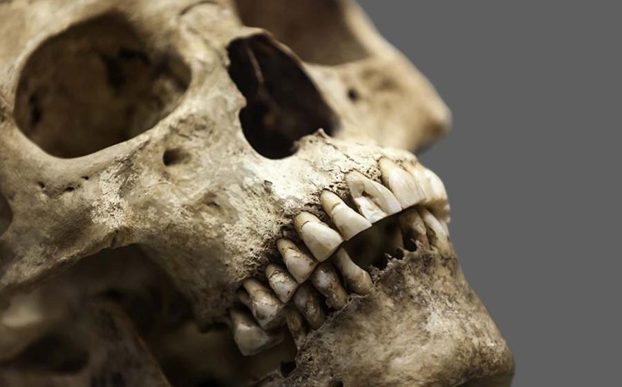 Representational image of human teeth used to analyze details about Native American migration. Source: ia_64 / Adobe Stock