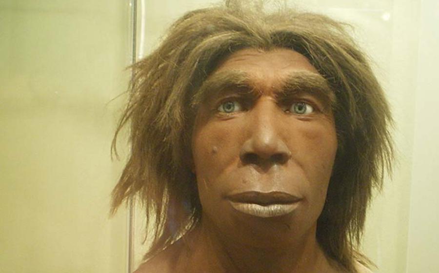 Reconstruction of what a Neanderthal may have looked like in the Museum für Naturkunde, Berlin, Germany