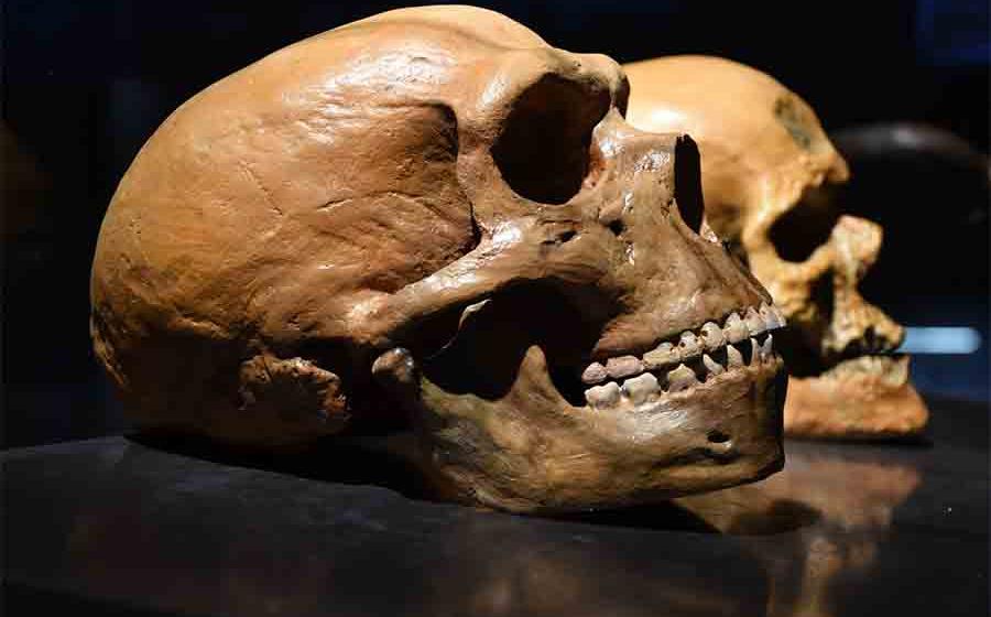 Neanderthal Brains Grew Larger With Greater Carbohydrate Consumption