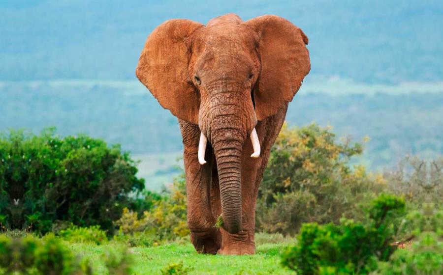 The elephants hunted by the Neanderthal groups would have been even larger than this African elephant. Source: peterfodor/Adobe Stock
