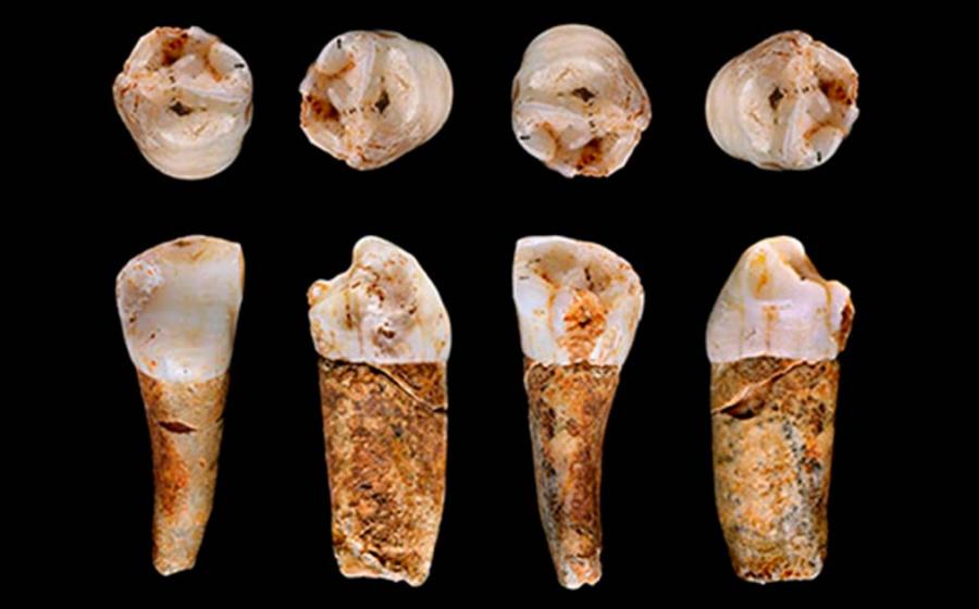 A Neanderthal premolar tooth from the Almonda cave system, Portugal. Source: João Zilhão/University of Southampton