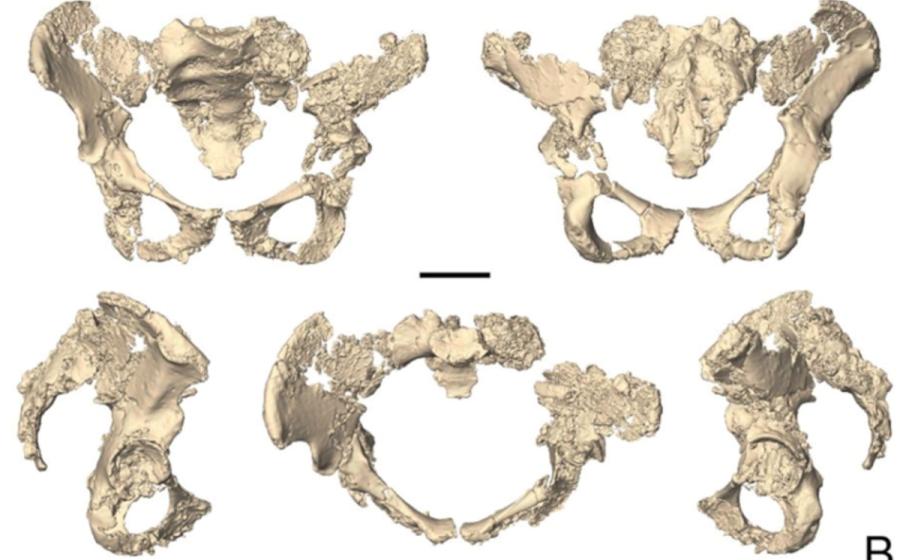 Virtual reconstruction of Neanderthal pelvises