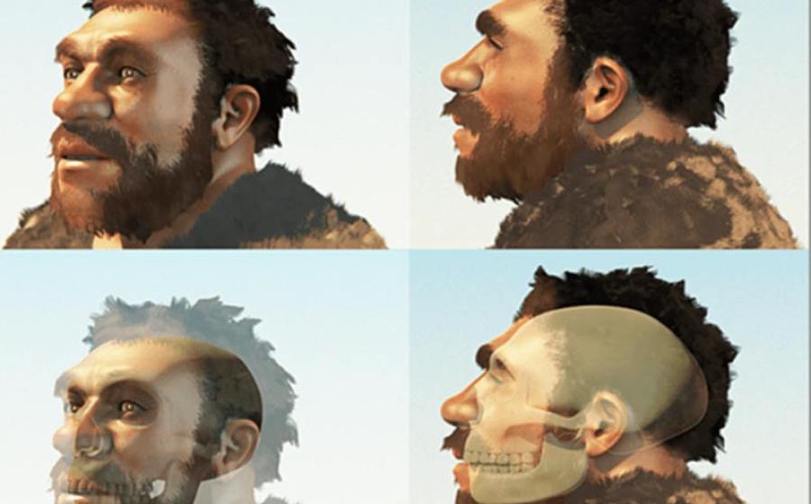 A reconstruction of a male of our evolutionary cousin the Neanderthals (Modified from an image by Cicero Moraes). 