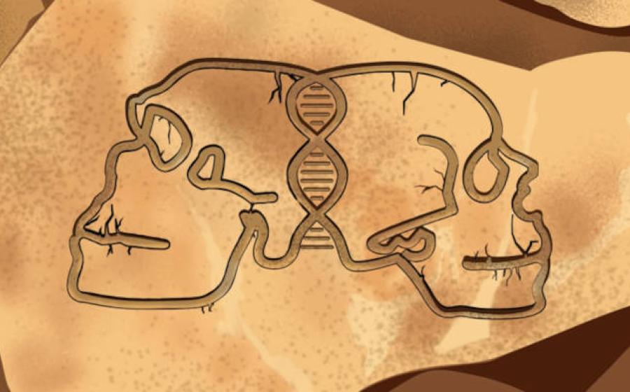 Artistic illustration of Neanderthal and Homo sapiens skulls.