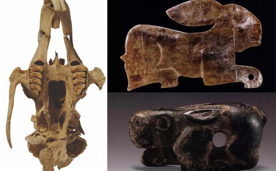 Left: Skull of a desert hare (Lepus capensis) from the Neolithic Chinese farming community in Yangjiesha, which was used in the study (S. Hu / Antiquity Publications Ltd).        Right top: Jade carving of a rabbit from a Western Zhou Dynasty (1046–771 BC) tomb in Shaanxi Province. (P. Sheng / Antiquity Publications Ltd).        Right bottom: Bronze ornament for a chariot in the shape of a rabbit recovered from Yulin. (P. Sheng / Antiquity Publications Ltd).