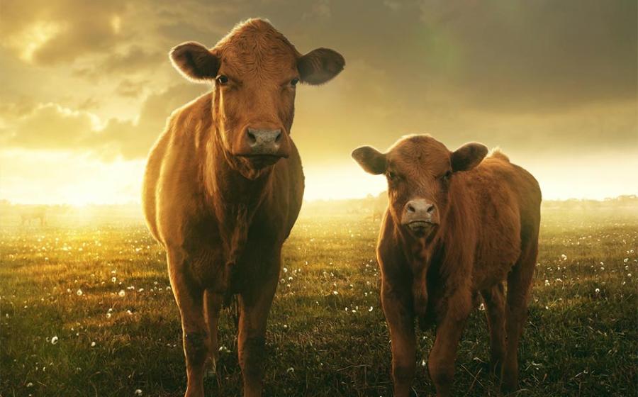 A new study of Neolithic pottery fragments has revealed ancient Britons were among the first people to farm dairy. Pictured: Cow and her calf in sunset. Source:  lassedesignen / Adobe stock