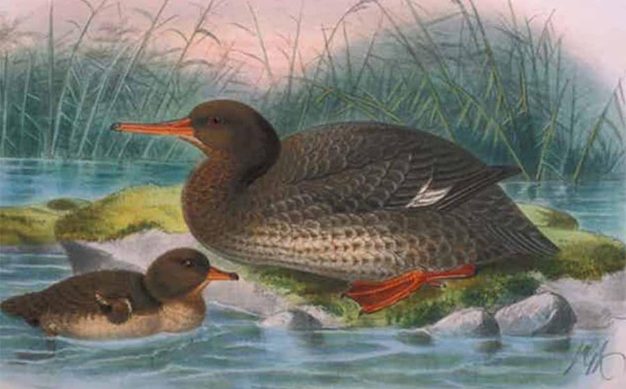 Top image: Auckland Island merganser. Artistic reconstruction by J. G. Keulemans from Bullers Birds of New Zealand (1888) Bullers Birds of New Zealand.                Source: Author provided/The Conversation