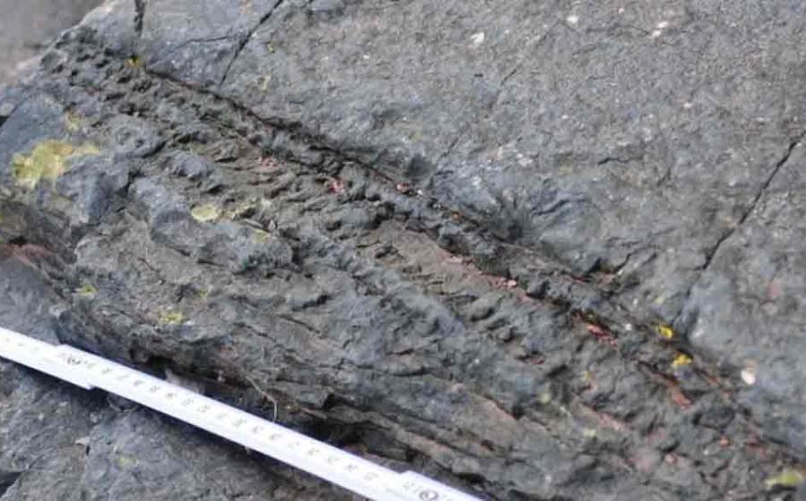 Detail of a fallen tree trunk from the world’s oldest fossilized forest discovered in Somerset. Source: BBC / Chris Berry.
