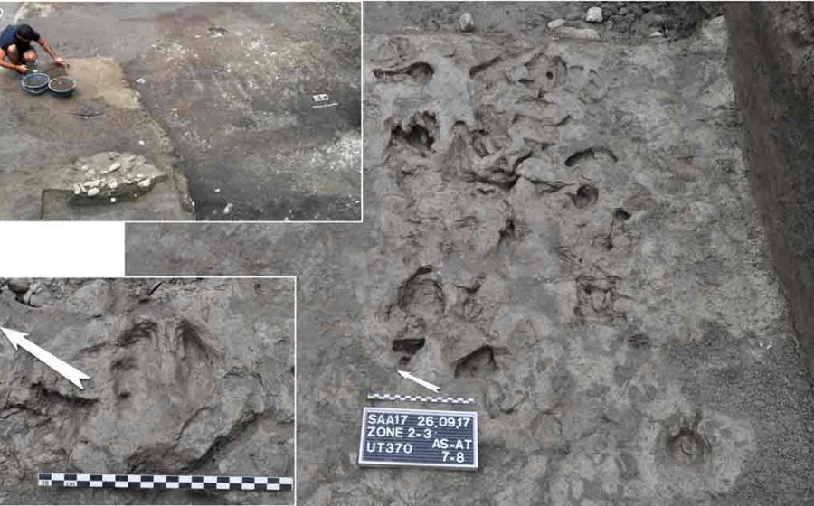 Oxen and goat hoofprints found at the site, which were found alongside the oldest plough marks (top left) in Europe, are evidence that cattle domestication existed very early in the Neolithic Revolution in agriculture. Source: Nature.com; ARIA SA