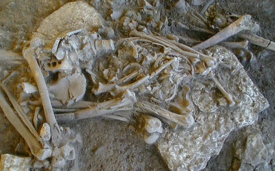 One of the complete skeletons found in the Frälsegården passage grave.	Source: Karl-Göran Sjögren/Nature