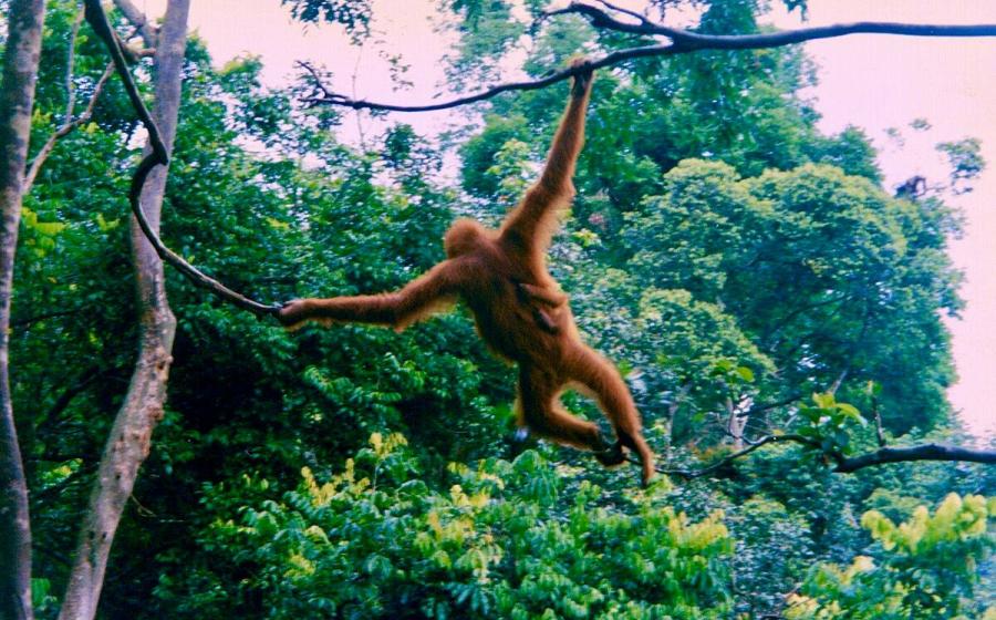 Orangutan and infant swinging from a tree in Sumatra, 1990s.